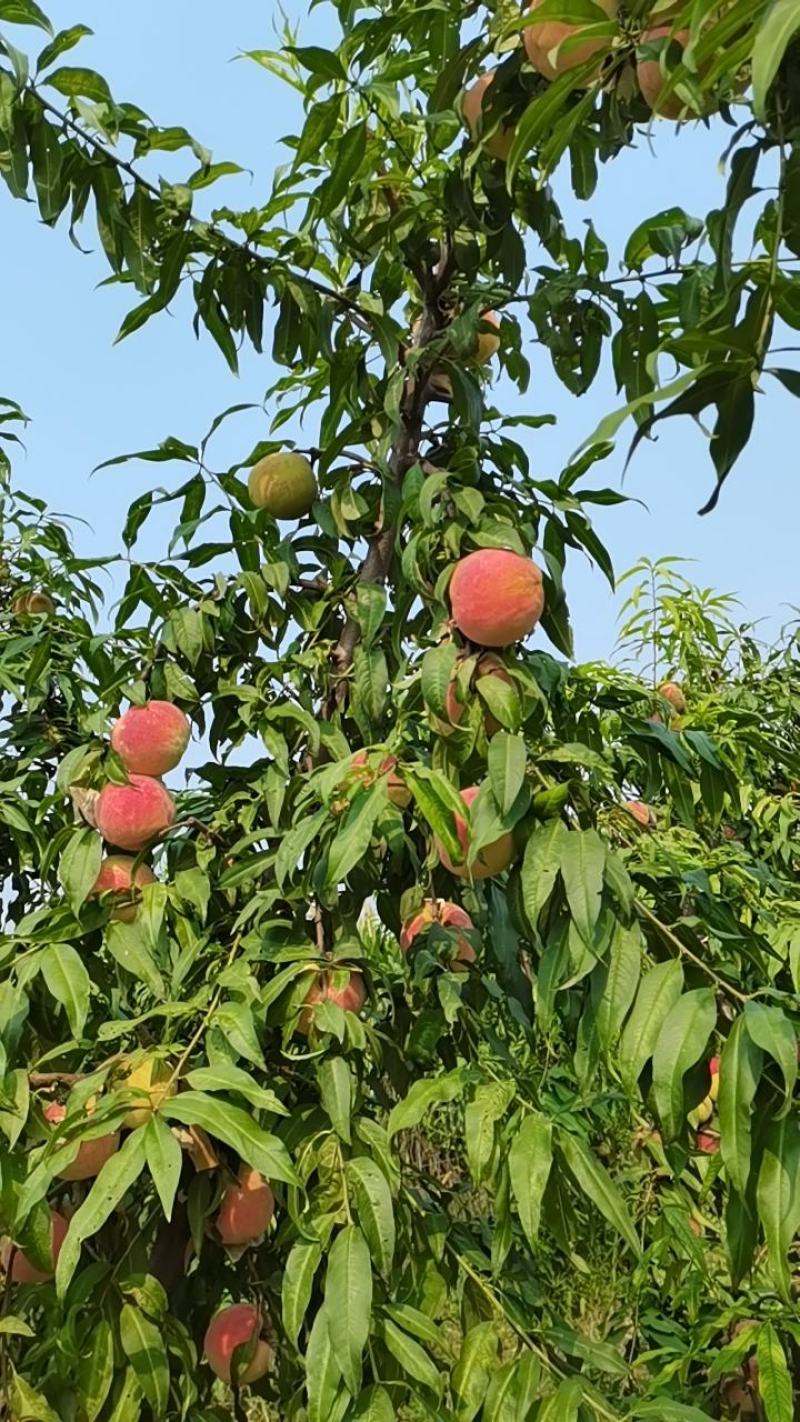 桃子特批，有意者可以聊，童言无欺