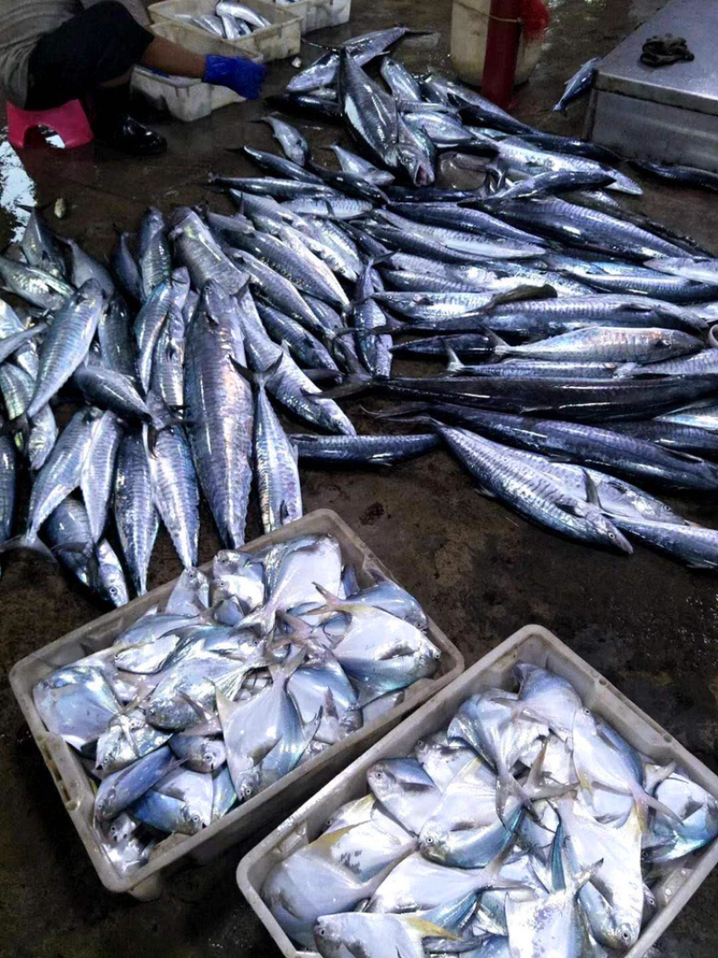 北部湾北海新鲜马鲛鱼片，一家人都爱吃，美味