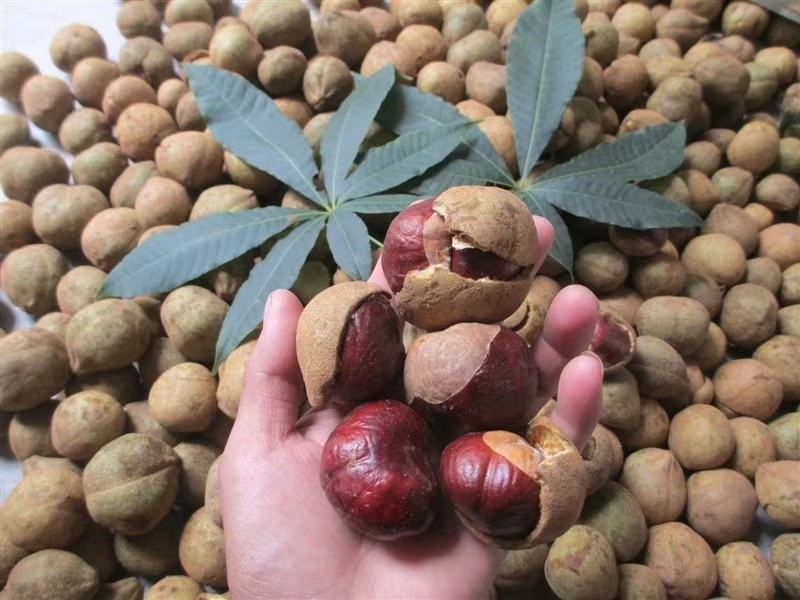 七叶树种子，精果，毛果，大量出售……..