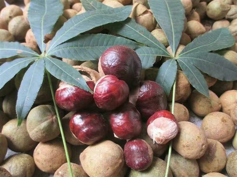 七叶树种子，精果，毛果，大量出售……..