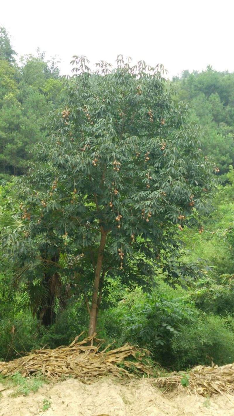 七叶树种子，精果，毛果，大量出售……..