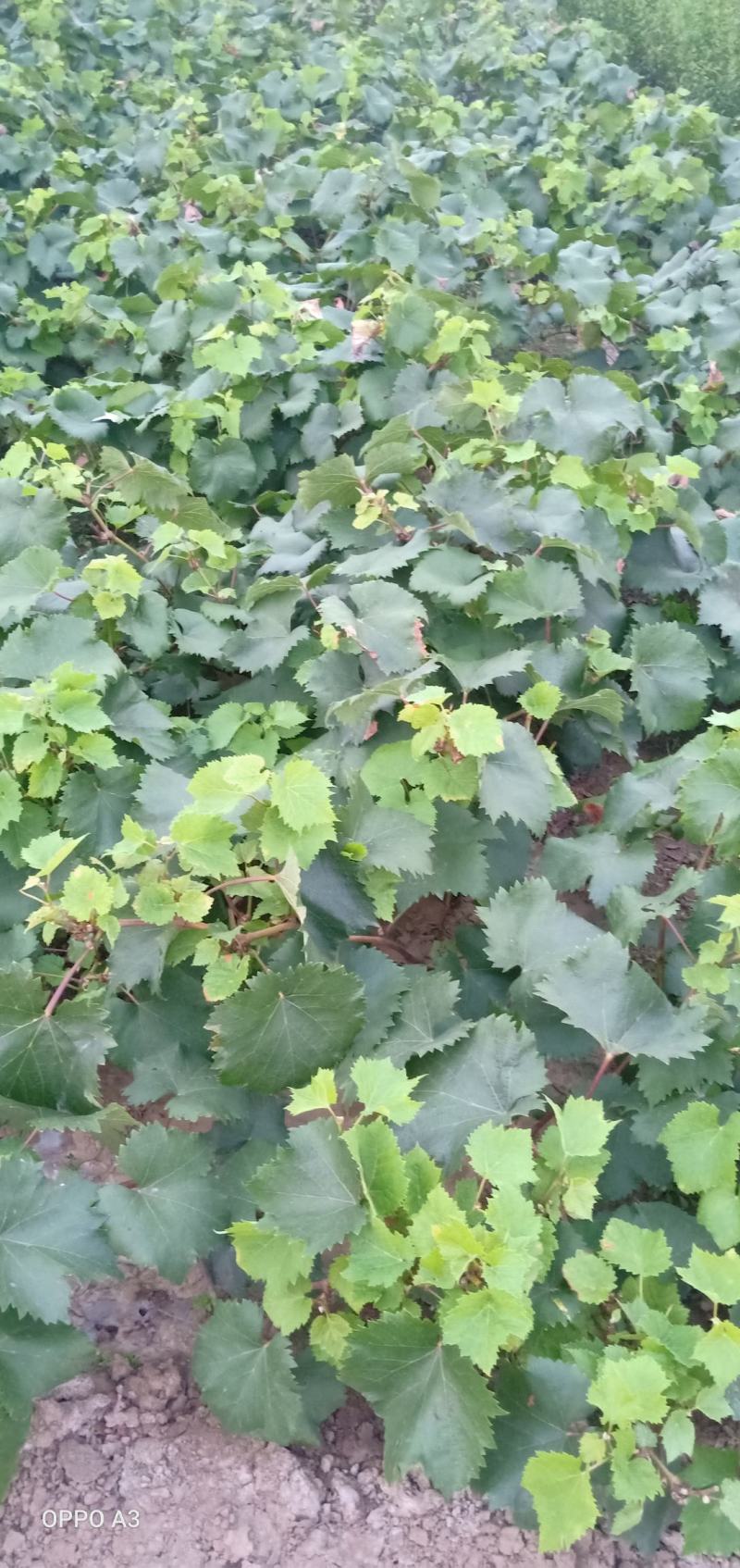嫁接阳光玫瑰葡萄苗，基地直发南北方种植放心苗包技术