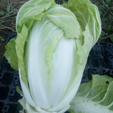 白菜产地直采50白菜大白菜量大装车快