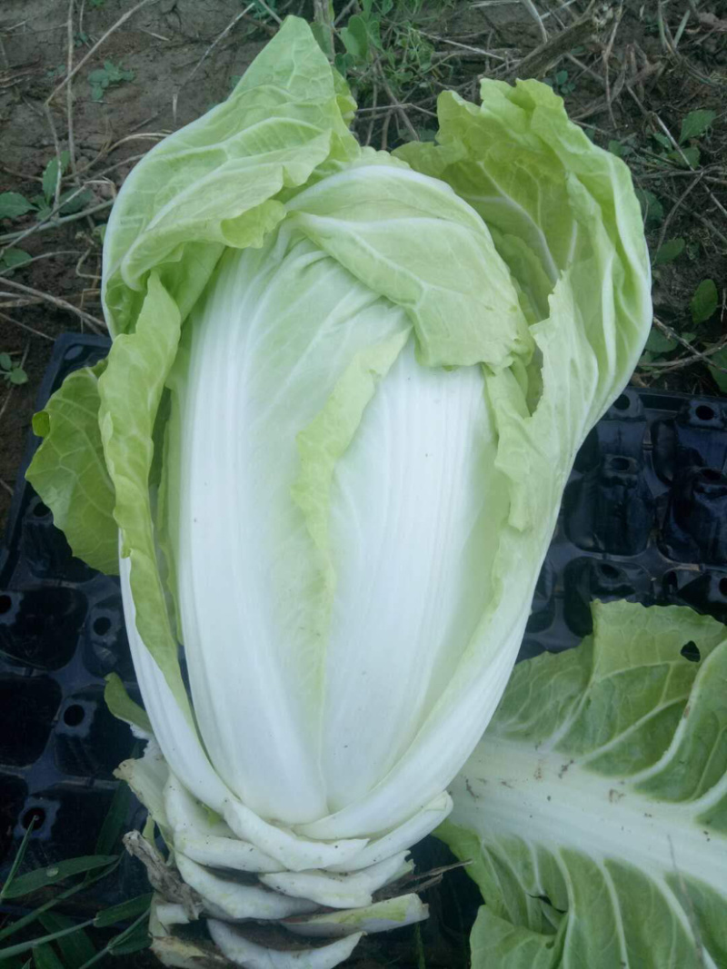 白菜产地直采50白菜大白菜量大装车快
