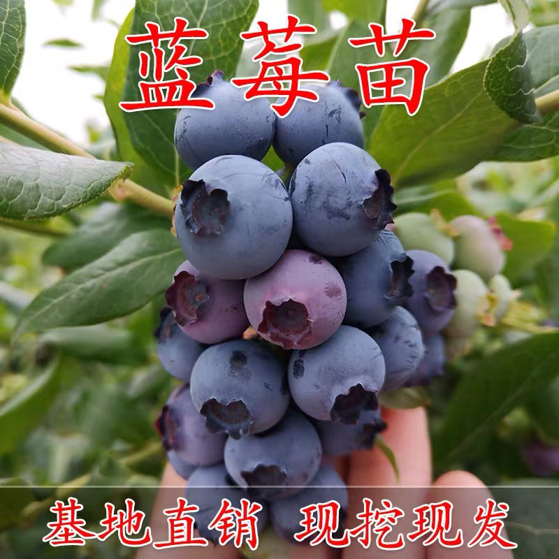 兔眼蓝莓苗带土发货基地直销现挖现卖假一赔十