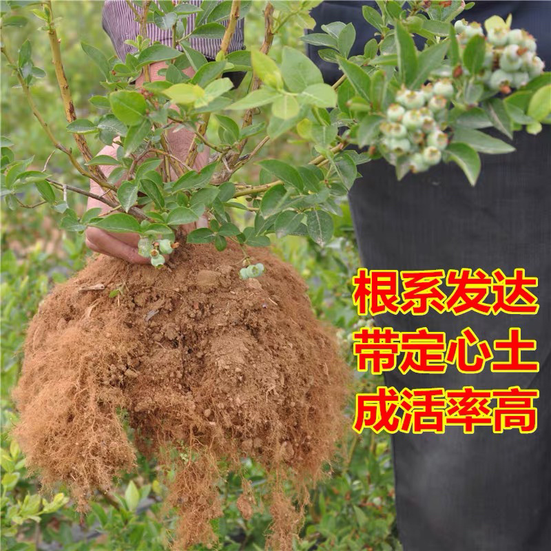 兔眼蓝莓苗带土发货基地直销现挖现卖假一赔十