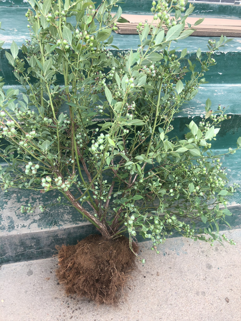 兔眼蓝莓苗带土发货基地直销现挖现卖假一赔十