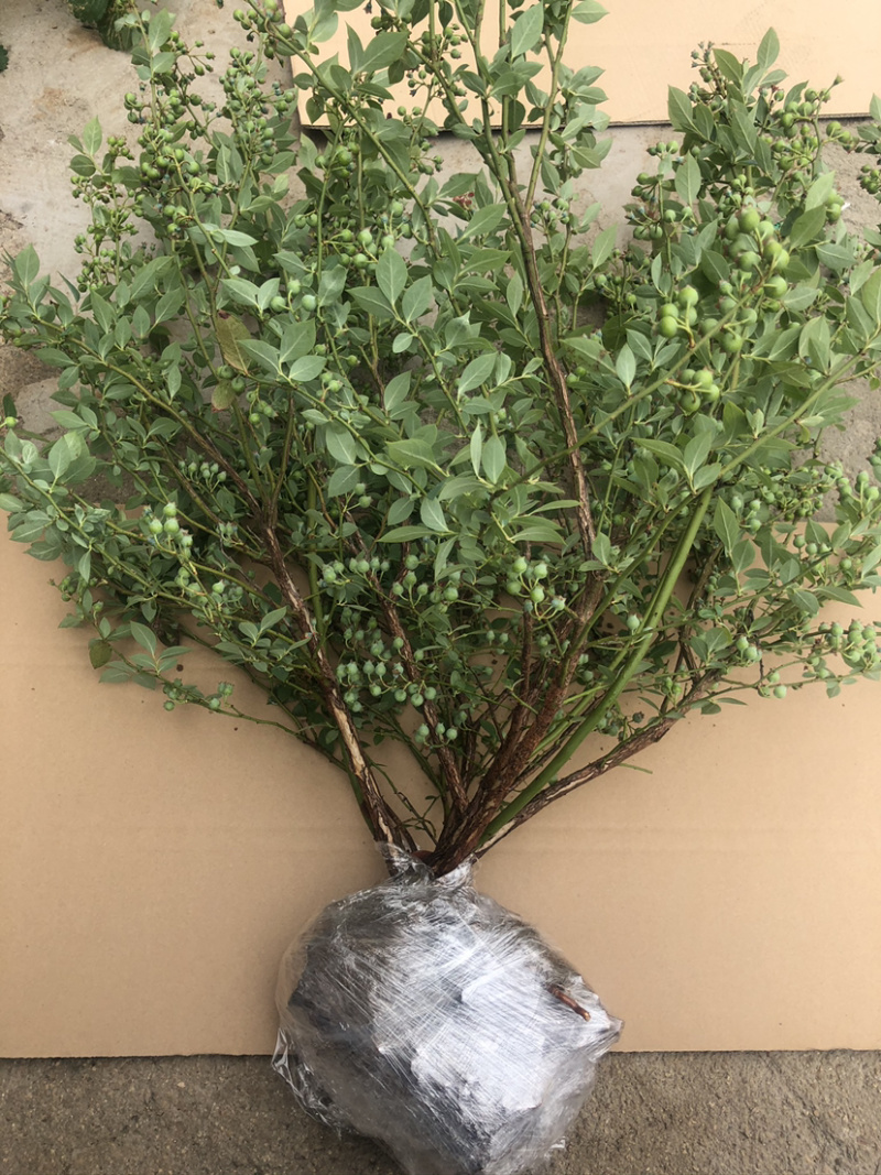 兔眼蓝莓苗带土发货基地直销现挖现卖假一赔十