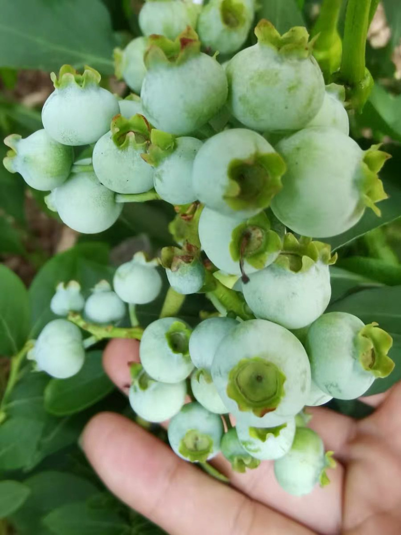 兔眼蓝莓苗带土发货基地直销现挖现卖假一赔十