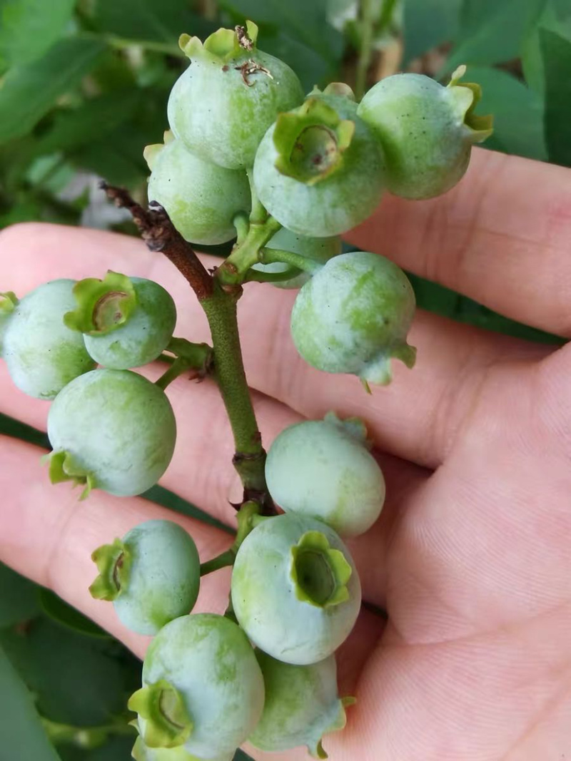 兔眼蓝莓苗带土发货基地直销现挖现卖假一赔十