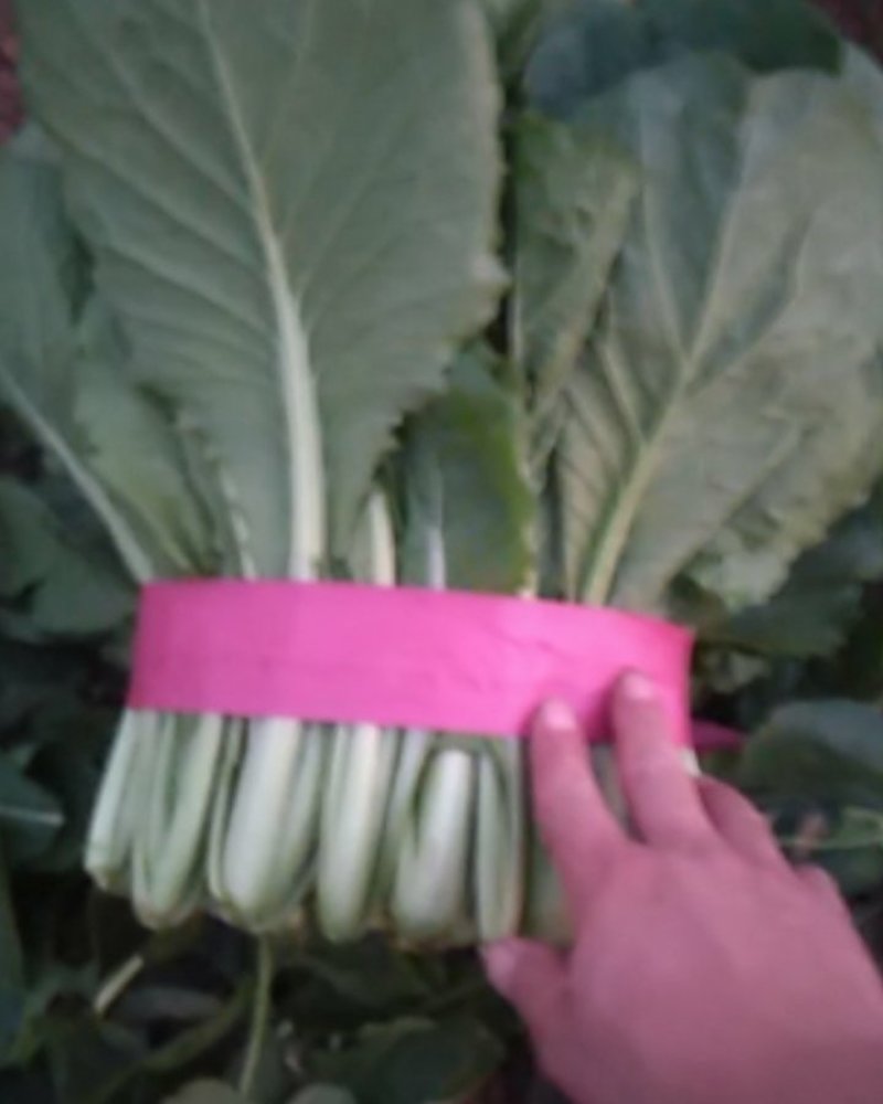 河北邯郸精品小白菜，保质保量交通运输方便，城信经营