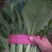 河北邯郸精品小白菜，保质保量交通运输方便，城信经营
