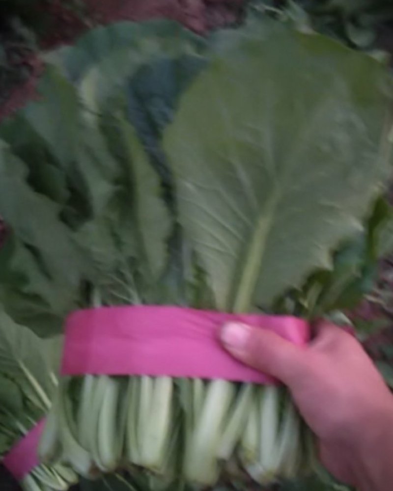 河北邯郸精品小白菜，保质保量交通运输方便，城信经营