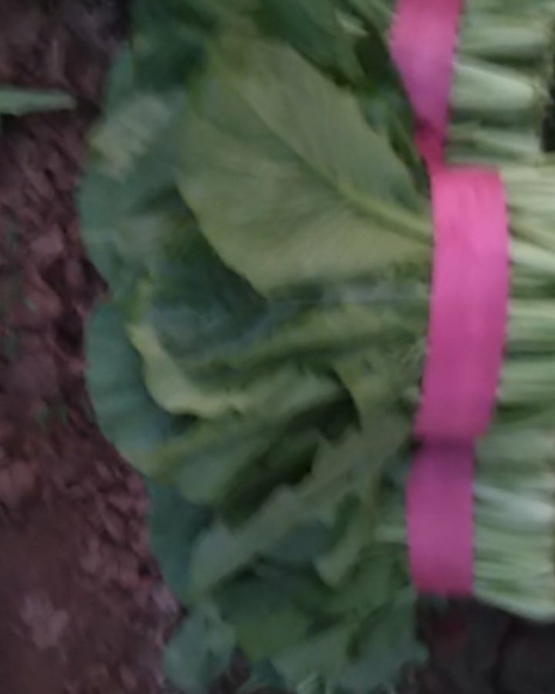 河北邯郸精品小白菜，保质保量交通运输方便，城信经营