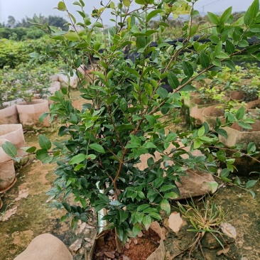 嘉宝果大袋种植苗木场