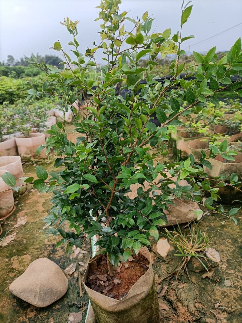 嘉宝果大袋种植苗木场