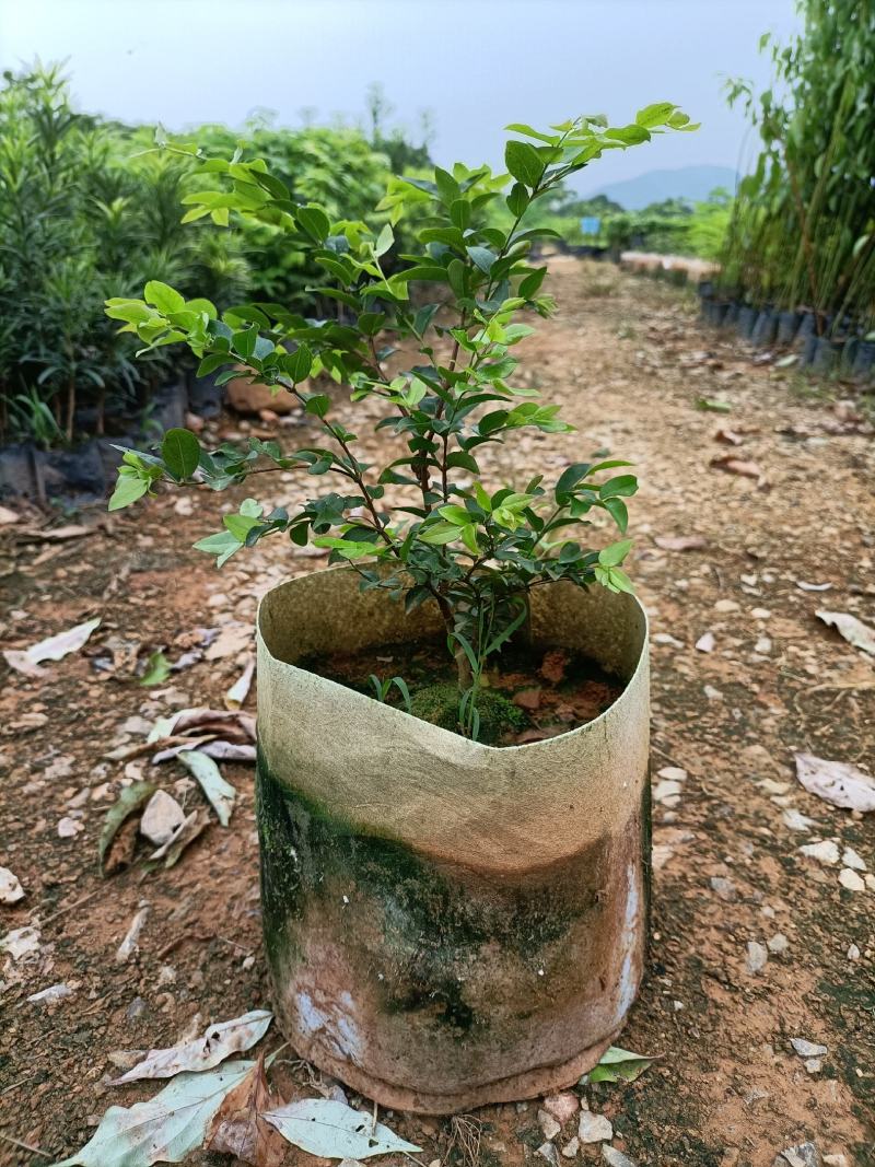 嘉宝果大袋种植苗木场