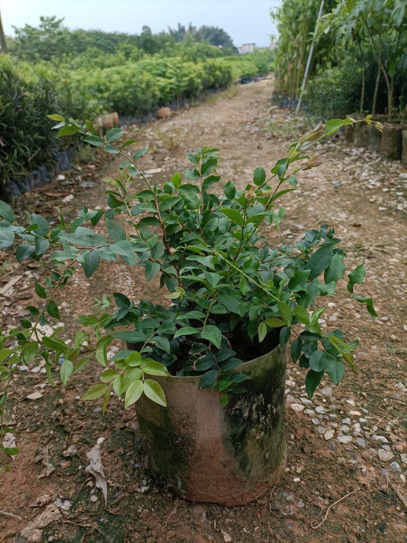 嘉宝果大袋种植苗木场