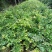 嘉宝果大袋种植苗木场