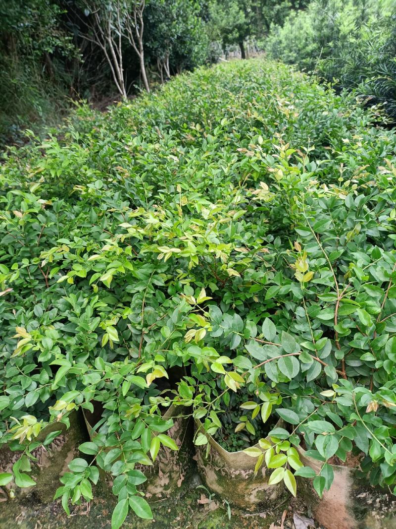 嘉宝果大袋种植苗木场