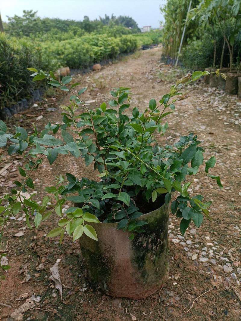 嘉宝果大袋种植苗木场