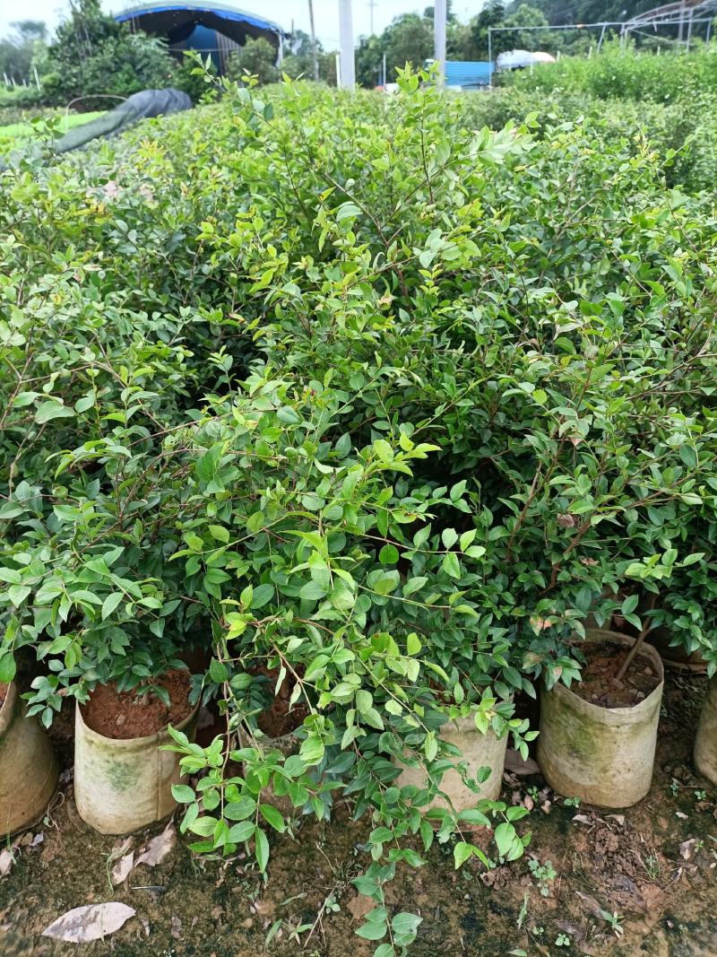 嘉宝果大袋种植苗木场