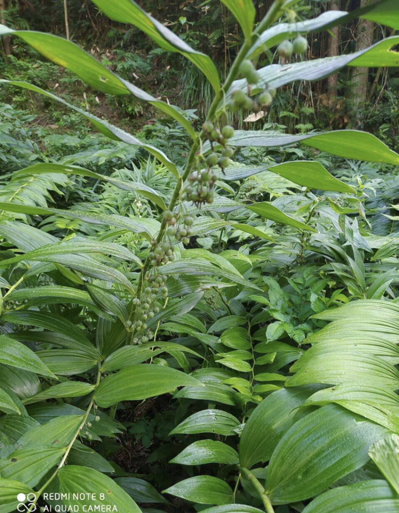 多花黄精种子提供种植技术，鸡头黄精芽率高达百分之95