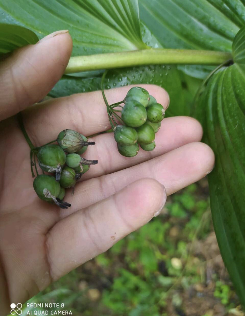 多花黄精种子提供种植技术，鸡头黄精芽率高达百分之95