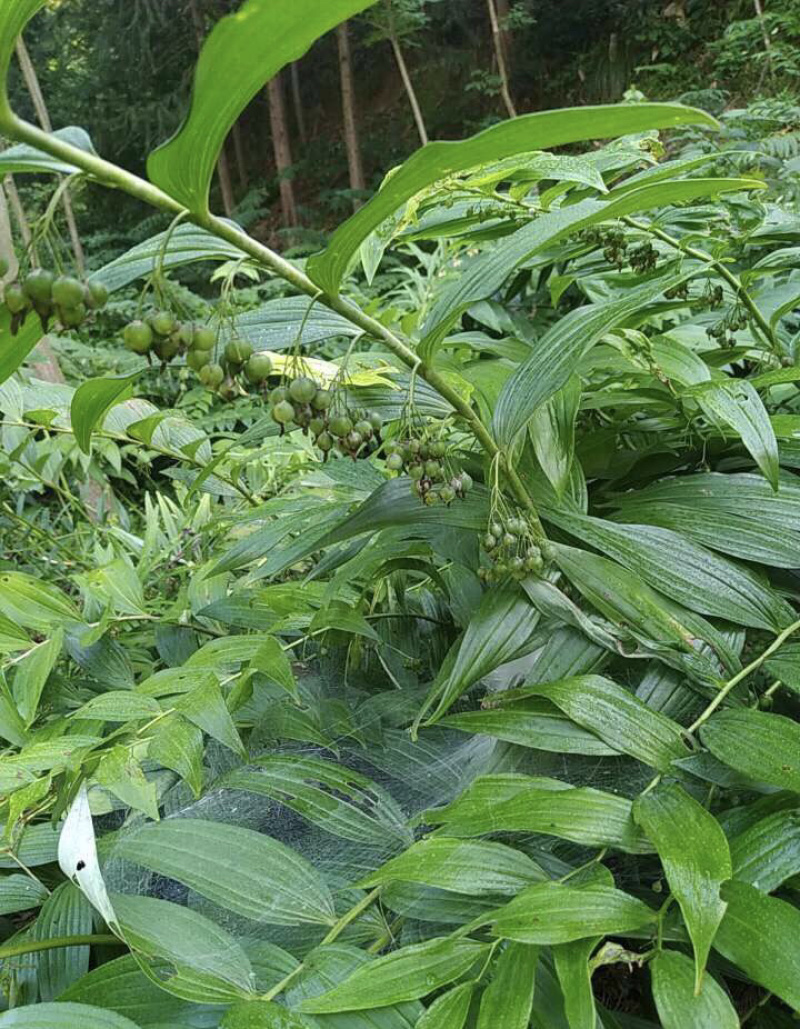 多花黄精种子提供种植技术，鸡头黄精芽率高达百分之95