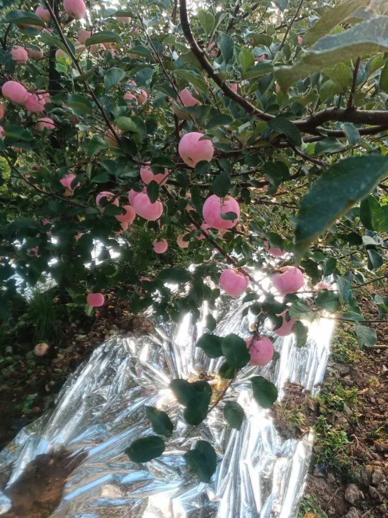 烟台栖霞红将军苹果大量上市!