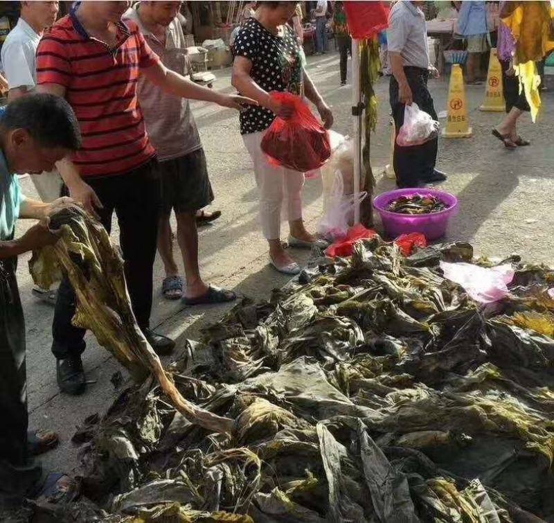 海带海带丝海产品干海带2020新货