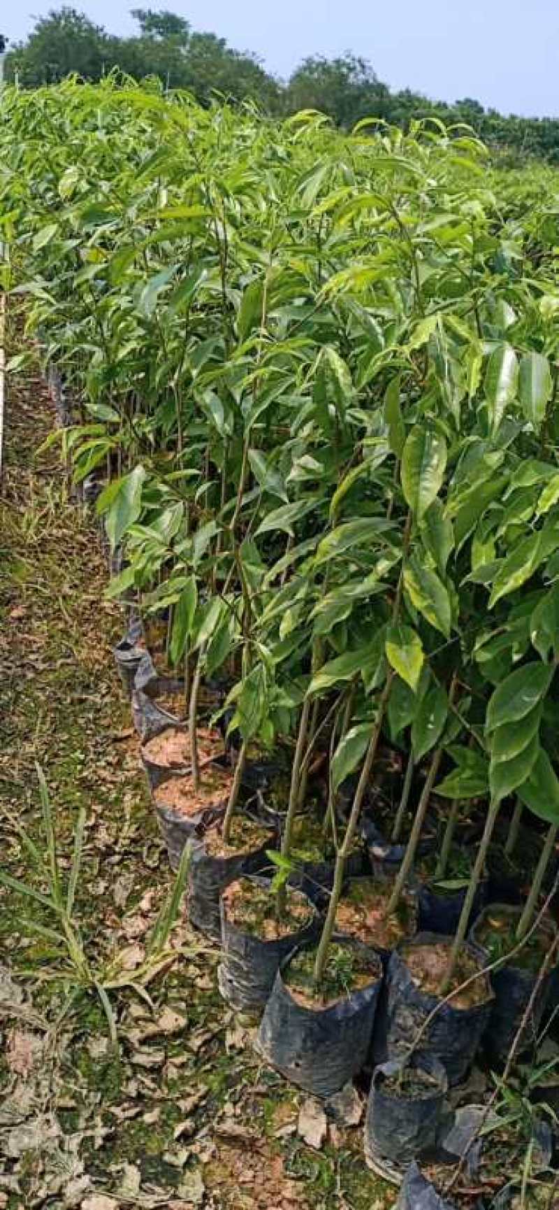 沉香树苗大袋种植苗木