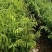 沉香树苗大袋种植苗木