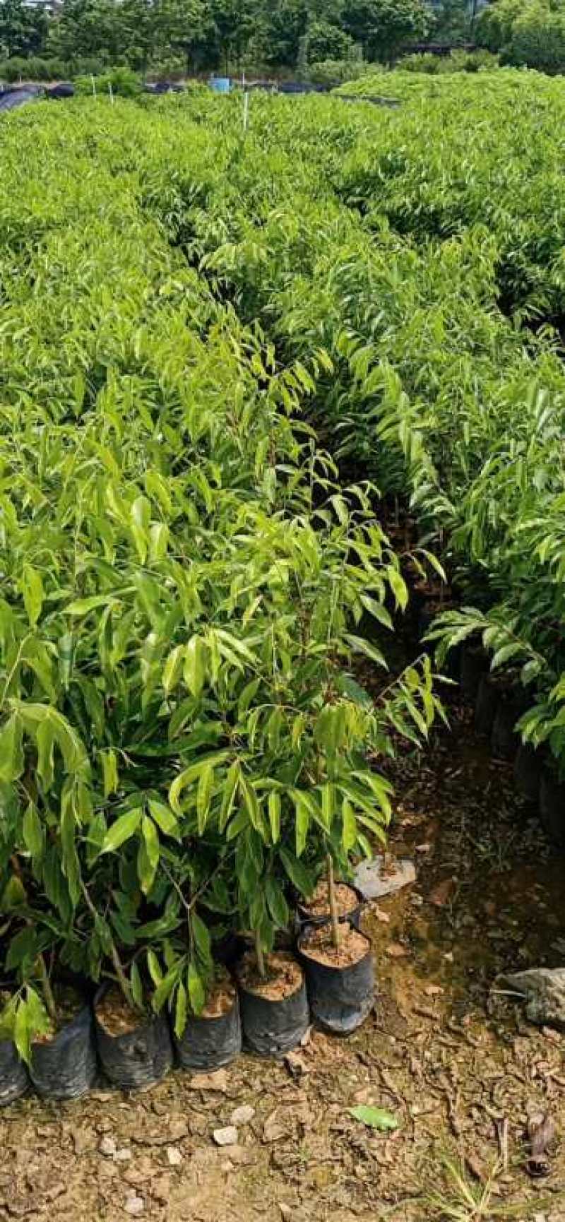 沉香树苗大袋种植苗木