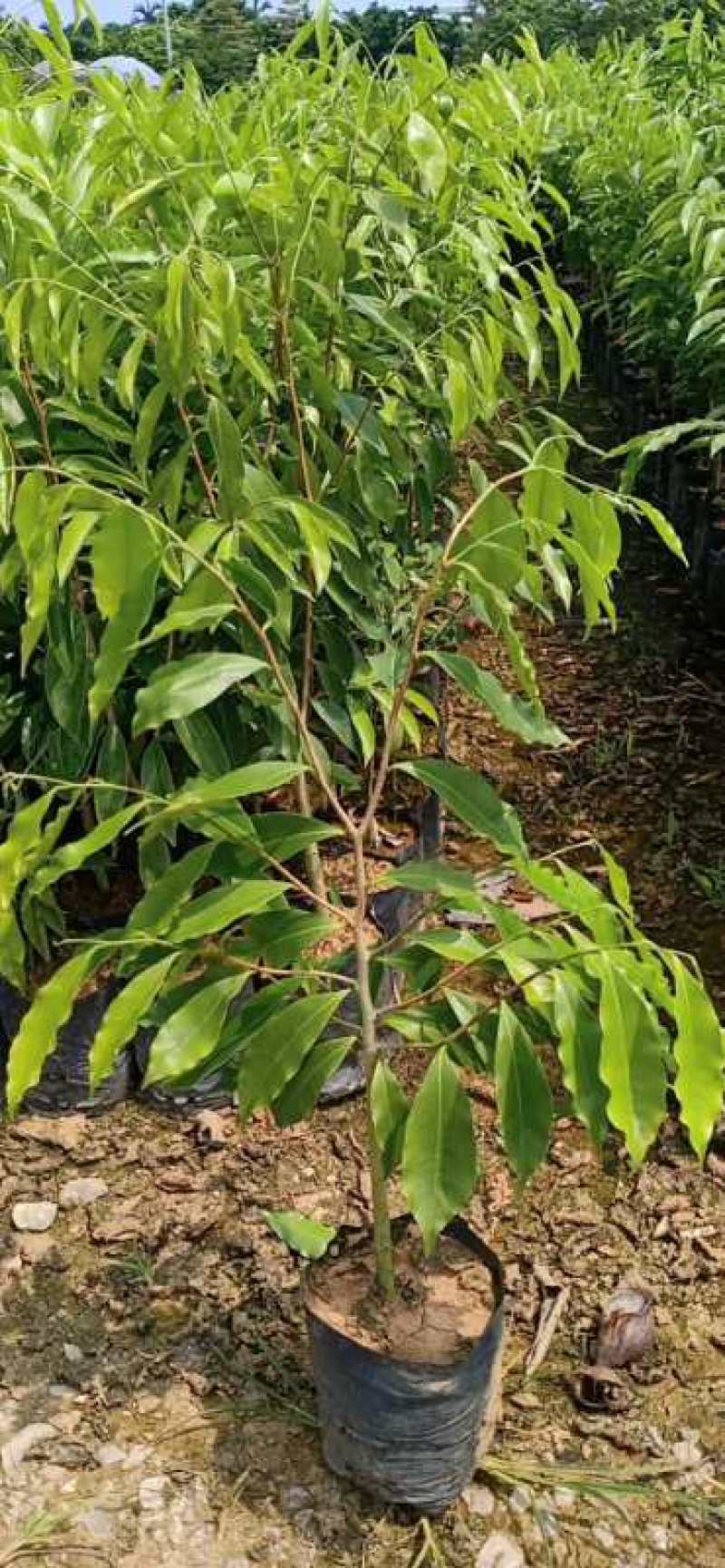 沉香树苗大袋种植苗木