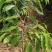 沉香树苗大袋种植苗木