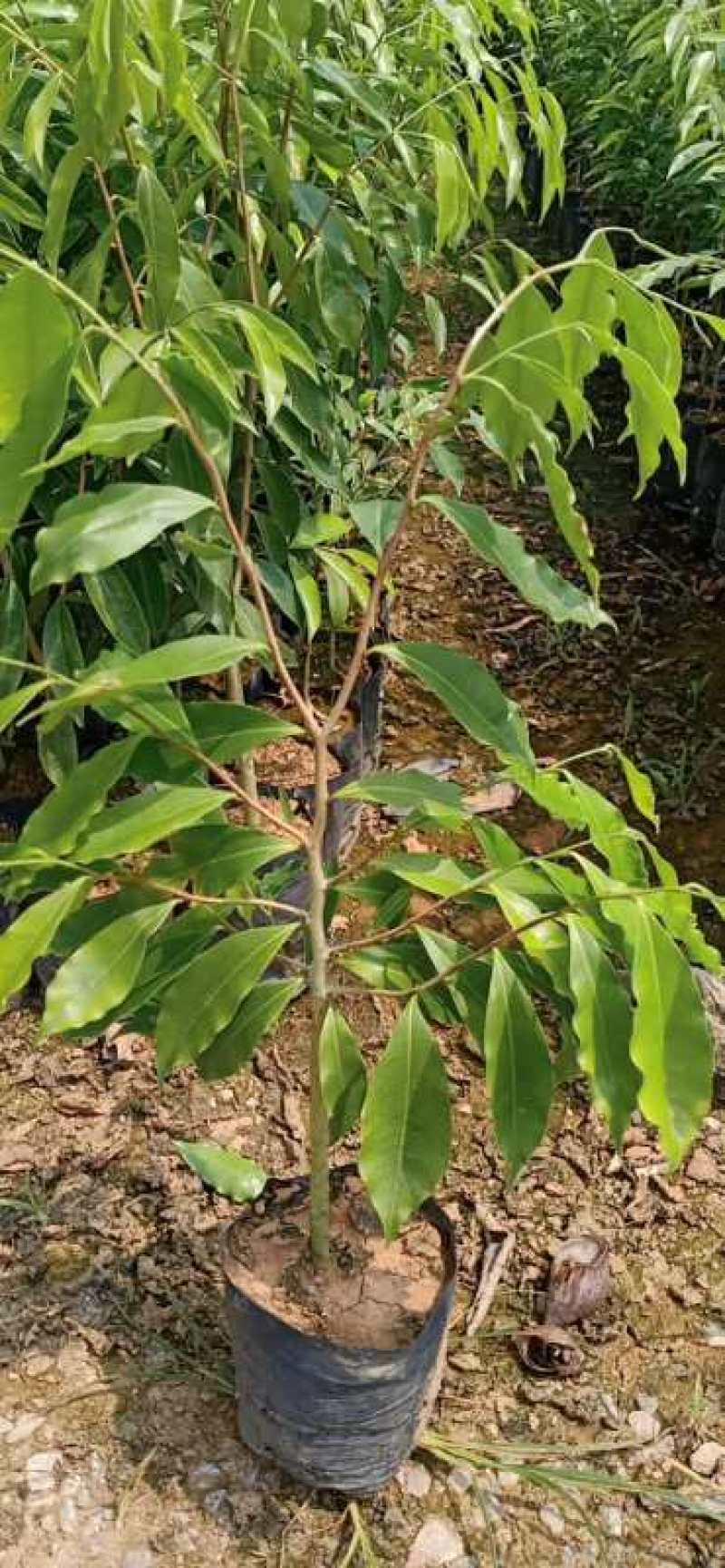 沉香树苗大袋种植苗木