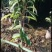 沉香树苗大袋种植苗木