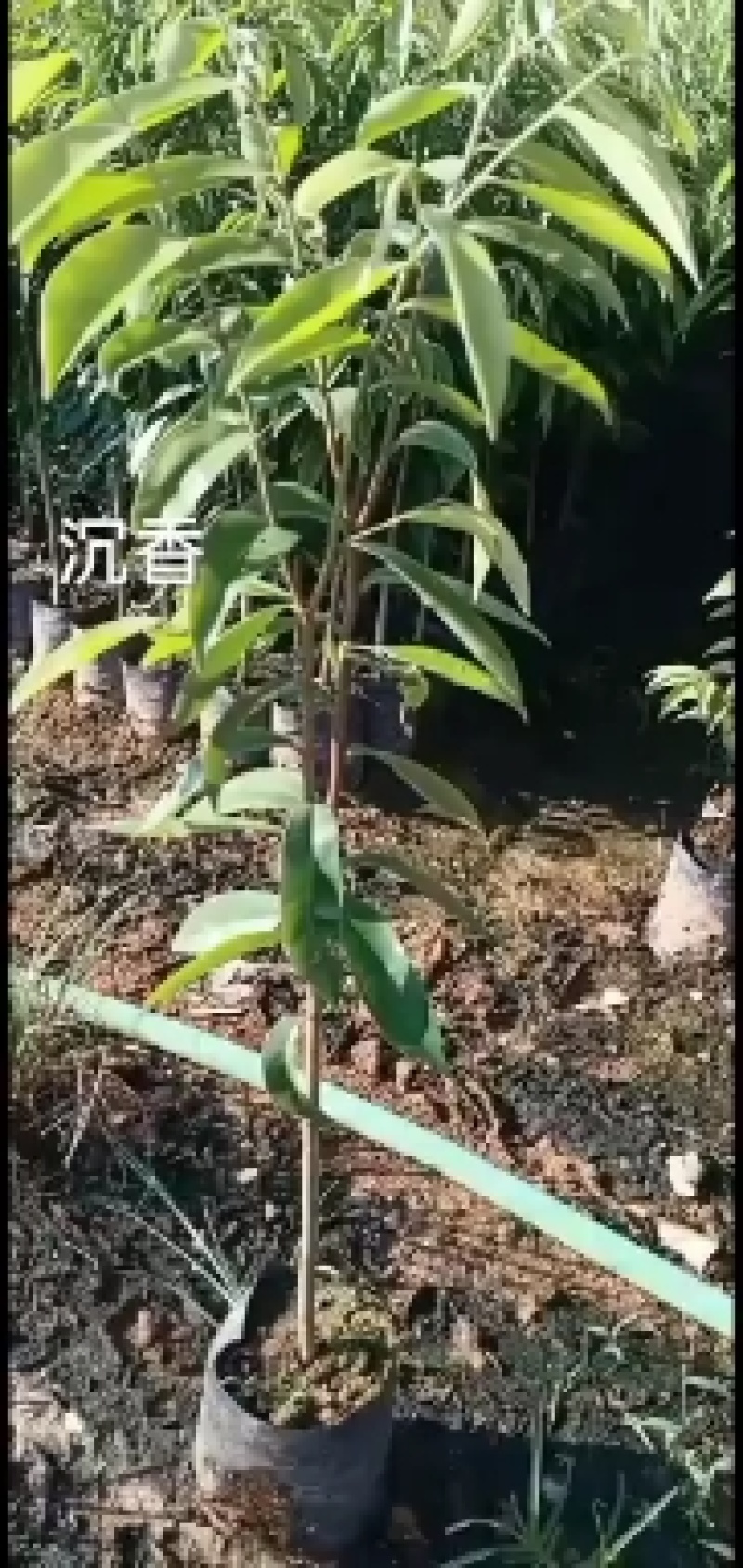 沉香树苗大袋种植苗木