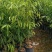 沉香树苗大袋种植苗木