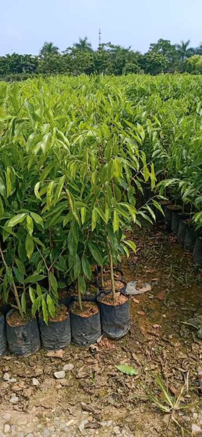 沉香树苗大袋种植苗木