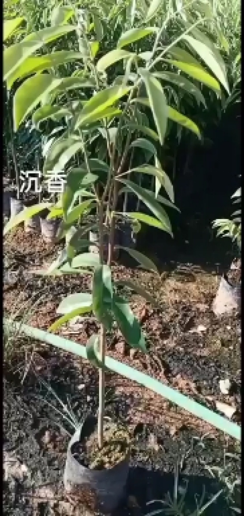 沉香树苗大袋种植苗木