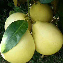 开订了，三红蜜柚成熟采摘百亩规模，直供梅州沙田柚，