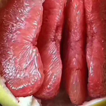三红蜜柚，千亩种植基地，梅州蜜柚个大味美