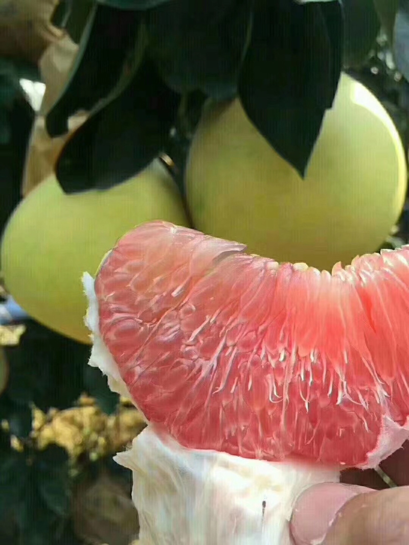三红蜜柚，千亩种植基地，梅州蜜柚个大味美