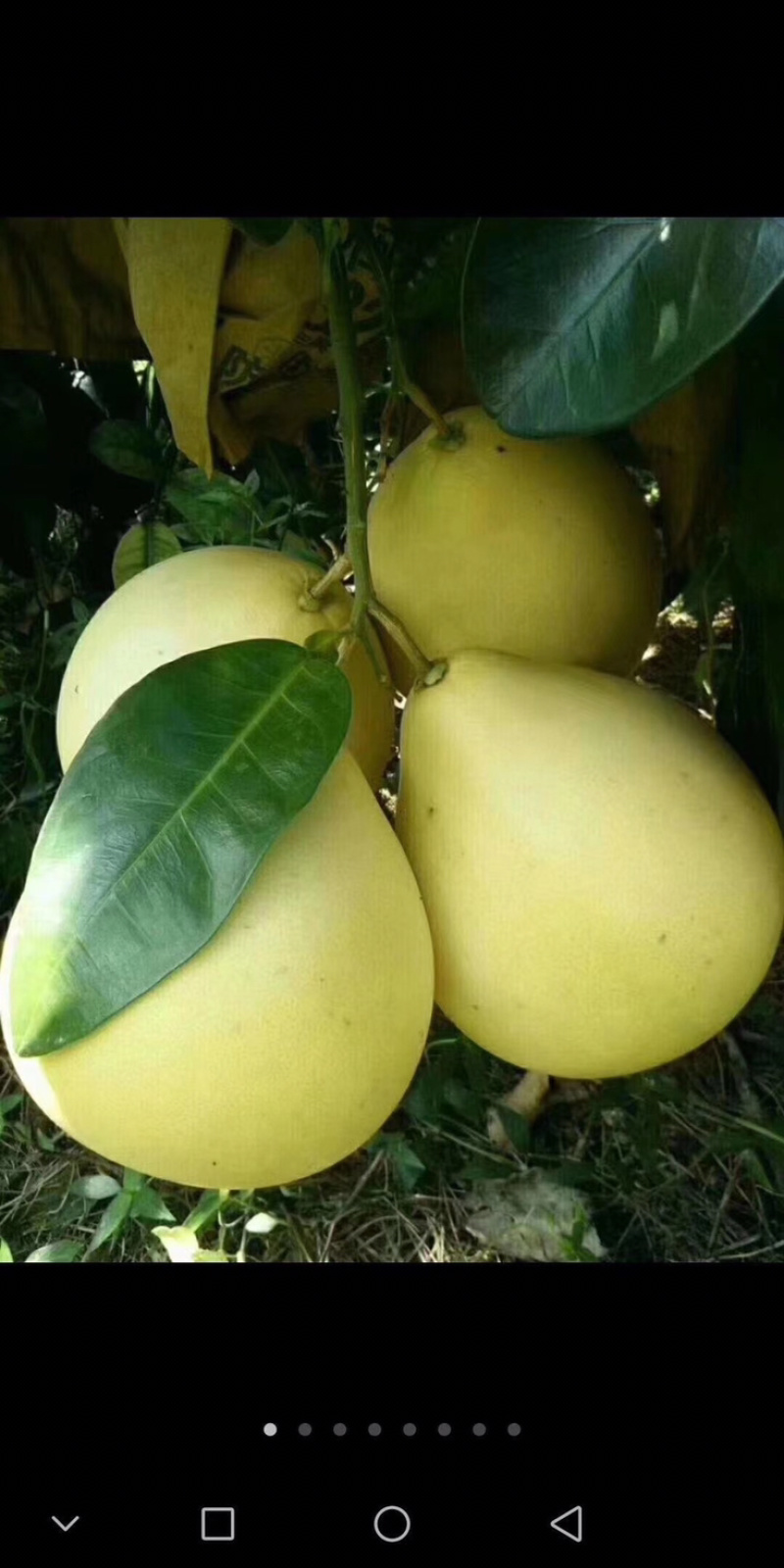 三红蜜柚，千亩种植基地，梅州蜜柚个大味美