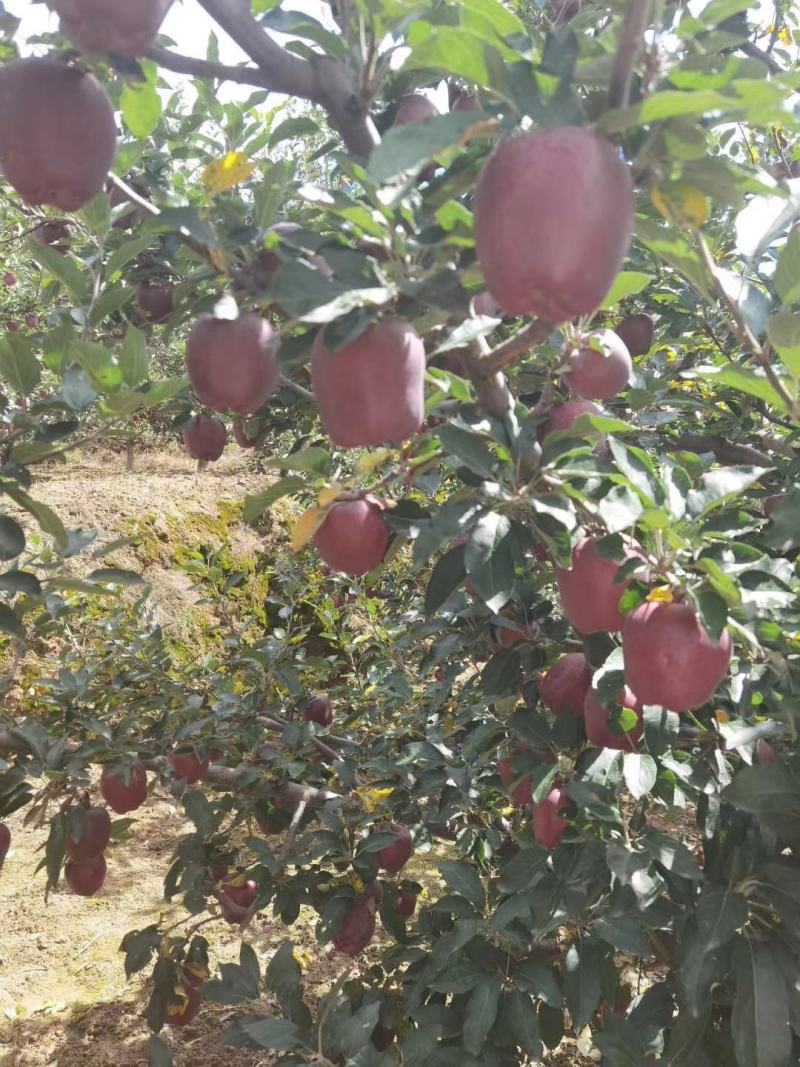 天水花牛大量供应支持一件代发