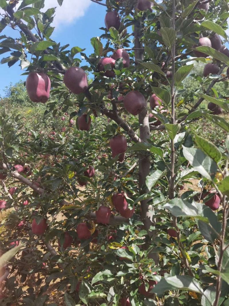 天水花牛大量供应支持一件代发
