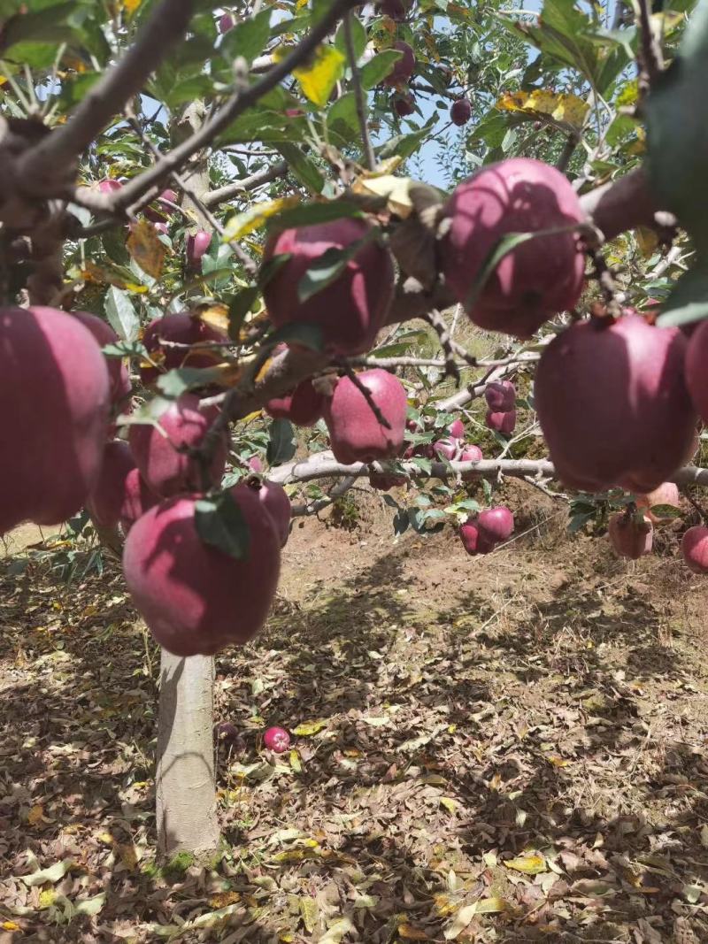 天水花牛大量供应支持一件代发