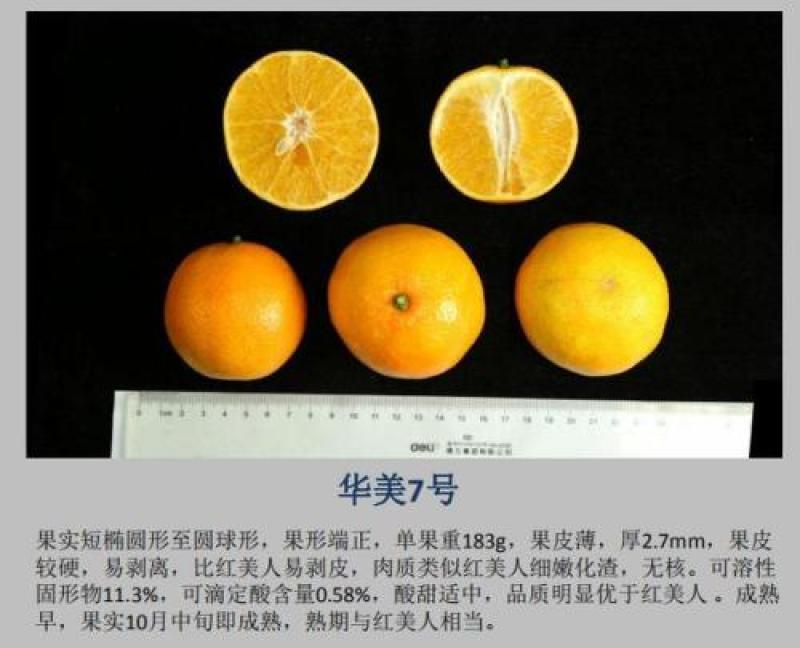 华美7号枝条柑橘新品种
